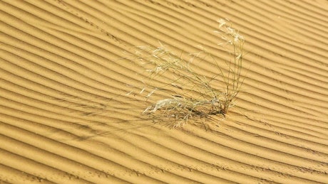 Dry plant waving in the desert