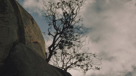 Dry tree on top of a rocky mountain