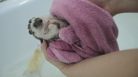 Drying a pet Hedgehog after a bath.