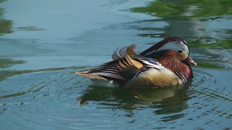 Duck drinking water in the lake