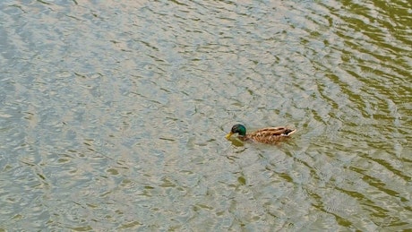 Duck swimming upstream.