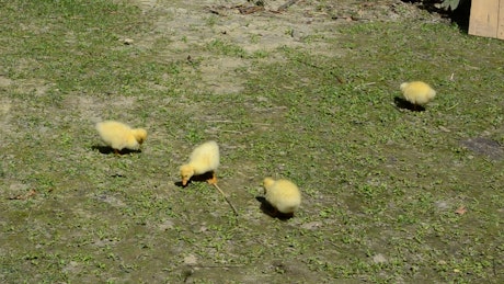 Ducklings feeding in a field