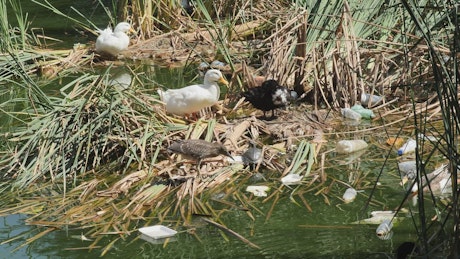 Ducks around a dirty and polluted river