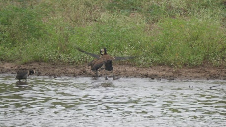 Ducks fighting on the lakeshore.