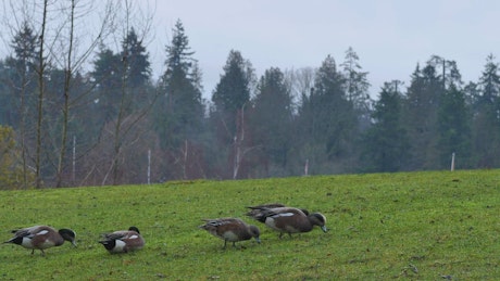 Ducks in a meadow during an afternoon.