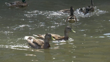 Ducks swimming in the water of a lake.