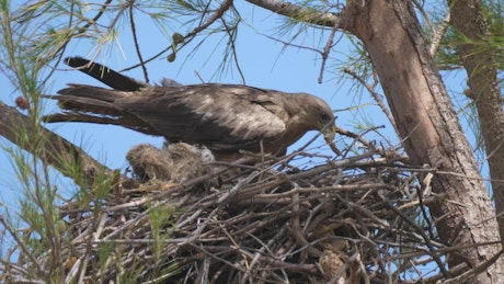 Eagle building a nest in a tree.