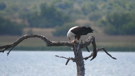 Eagle eats a fish in the lake.