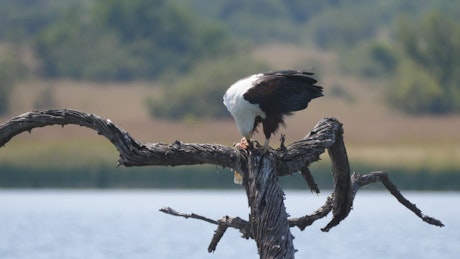 Eagle eats a fish on a tree branch.