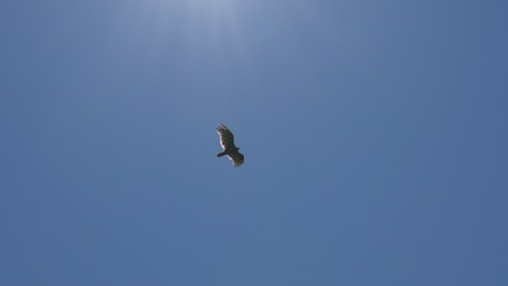 Eagle gliding in a clear sky, bottom view.