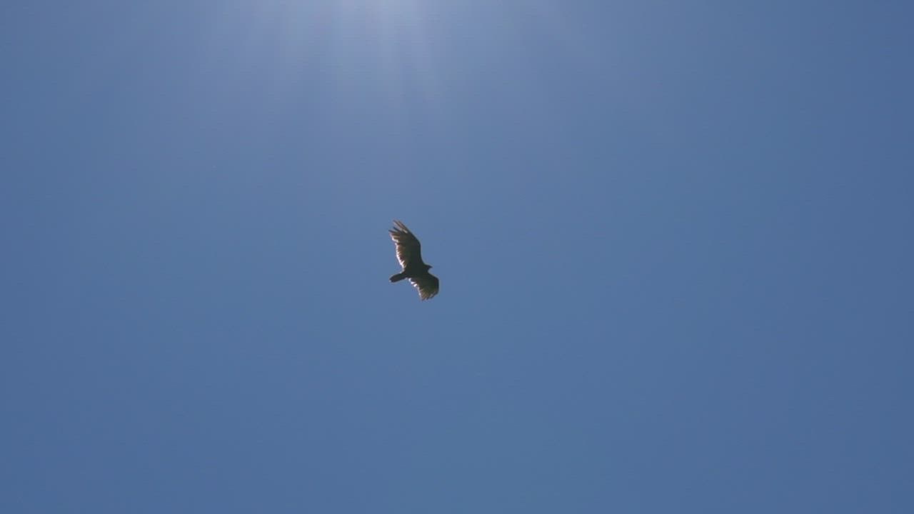 Eagl LIVEDRAW e gliding in a clear sky, bottom view