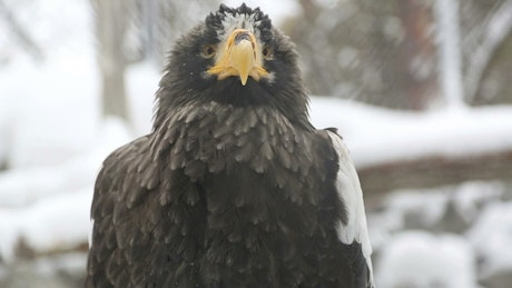 Eagle in the snow closeup facing the camera.