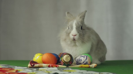 Easter bunny sits behind eggs.