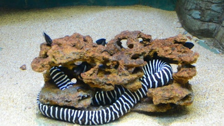 Eel wrapped around a rock