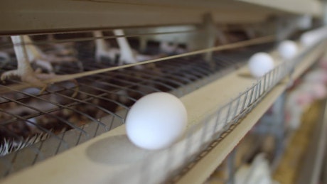 Eggs being processed on a conveyor belt at a farm.