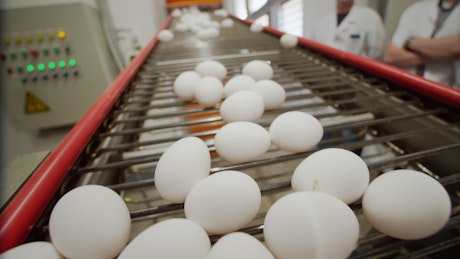 Eggs being sorted at a facility.