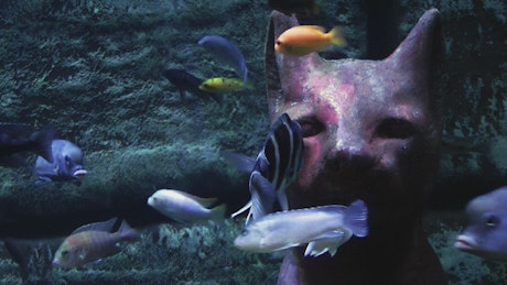 海底被鱼包围的埃及猫