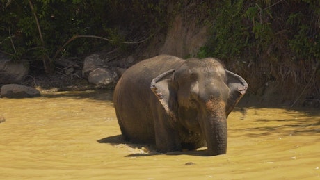 Elephant cooling off in a lake.