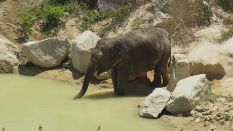 Elephant drinking water with its trunk.