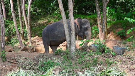 Elephant eating in the woods.
