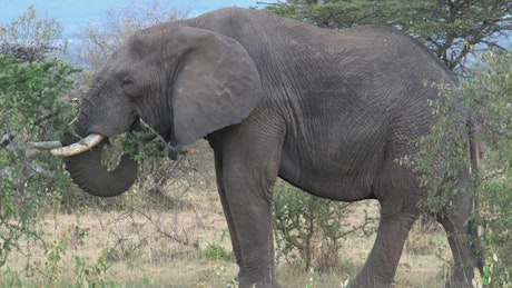 Elephant eating leaves