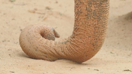 Elephant horn in the ground