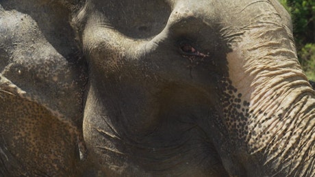 Elephant in profile in detail.