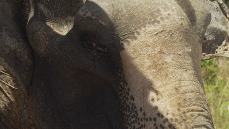 Elephant seen in detail in the savanna.