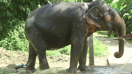 Elephant taking a bath.