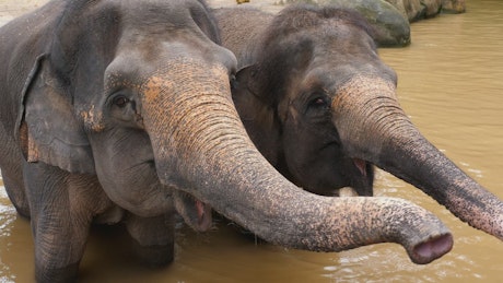 Elephants enjoying the water.
