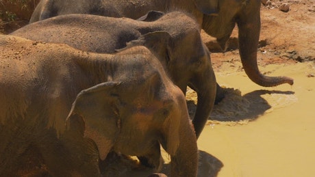 Elephants in a river in the savannah