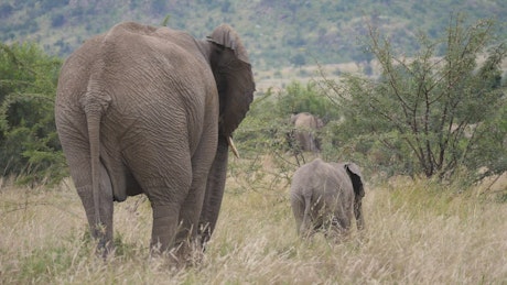 高高的草丛中的大象