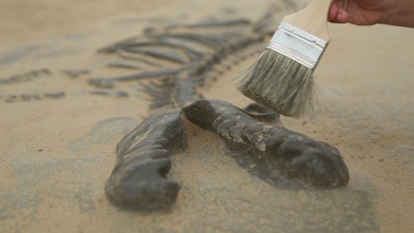Excavating dinosaur bones with a brush.