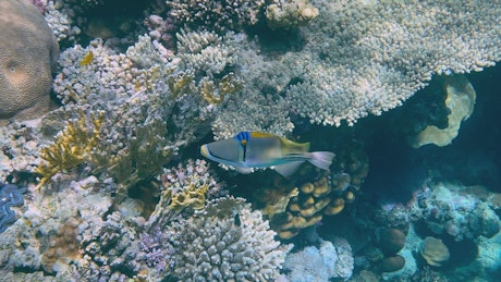 Exotic tropical fish swimming in the shallow coral reef.
