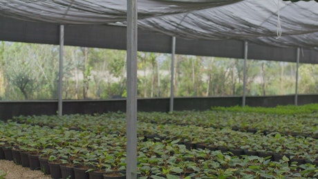 Expert gardener arranging plants in a large nursery