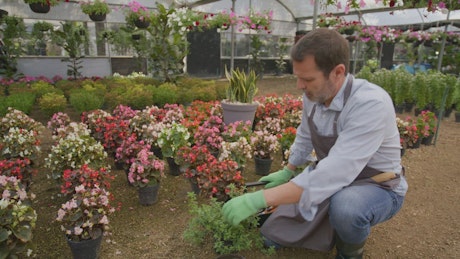 Expert gardener changing a potted plant in a nursery.