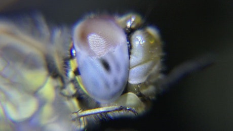 Eye of an insect close up