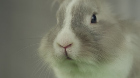 Face of a grey soft rabbit.