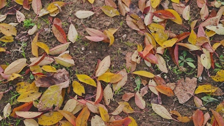 Fallen autumn leaves on soil.