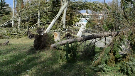 Fallen trees after a bad storm