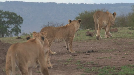 Family of lions walking on the savanna.
