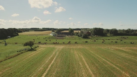 Farm animals in a field