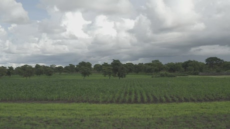 Farm in Africa with crops.