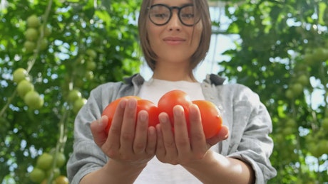 Farmer holding tomatoes at a greenhouse.