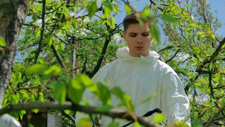 Farmer spreading pesticide on a tree