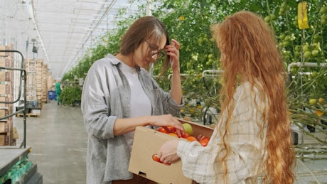 Farmers checking tomatoes in greenhouse.