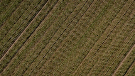Farmland from above.