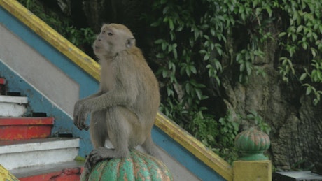 在马来西亚喂猴子