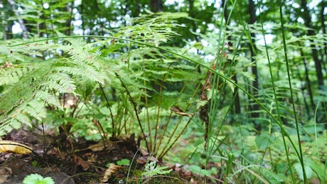 Ferns growing over the forest floor.