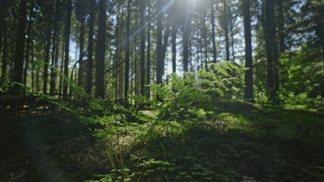 Ferns in the sunlight